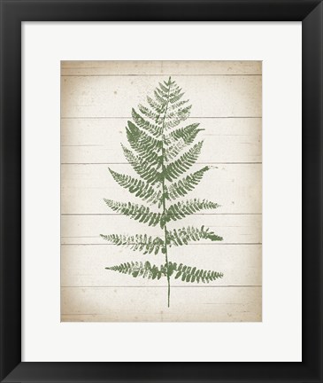 Framed Fern Print II v2 Print