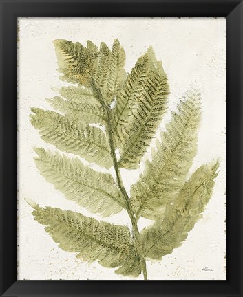 Framed Forest Ferns I Antique Print