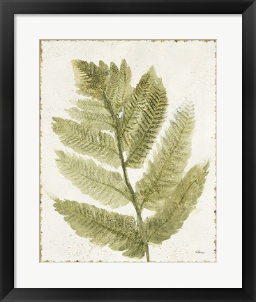 Framed Forest Ferns I Antique Print