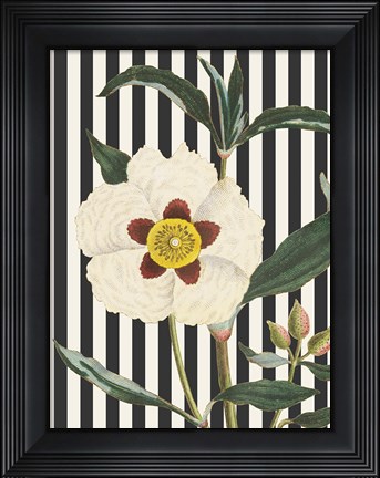 Framed Herbal Botanical XXVII Bold Print