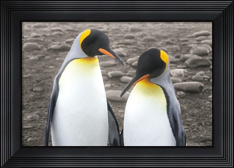 Framed Courting Print