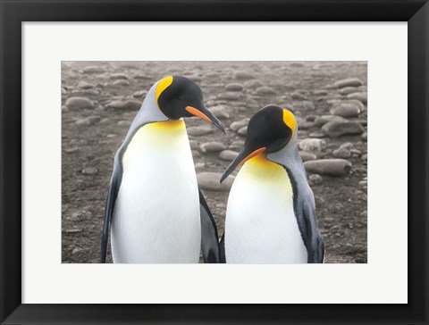 Framed Courting Print