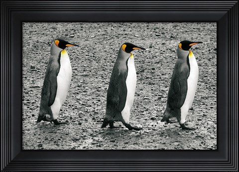 Framed Bachelors Print