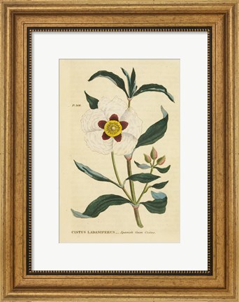 Framed Herbal Botanical XXVII Print
