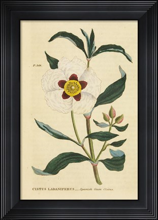 Framed Herbal Botanical XXVII Print