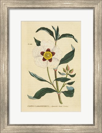 Framed Herbal Botanical XXVII Print