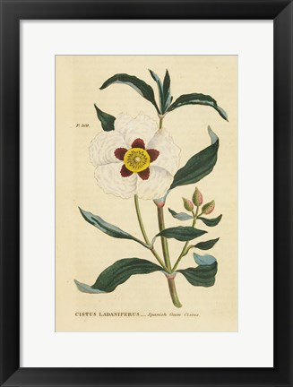 Framed Herbal Botanical XXVII Print