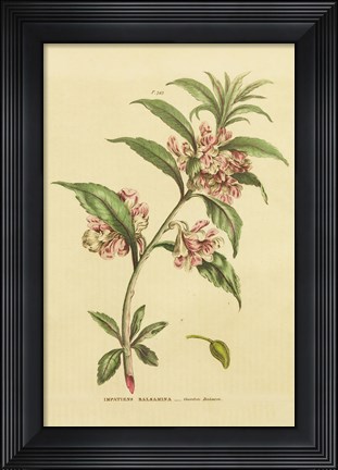 Framed Herbal Botanical XXVI Print