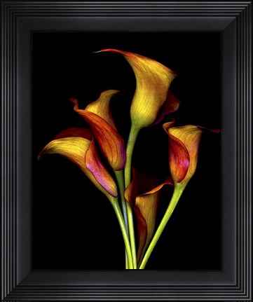 Framed Calla Lillies 2017 Print