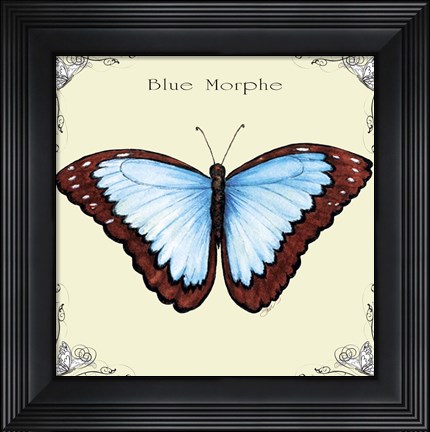Framed Butterfly Blue Morphe Print