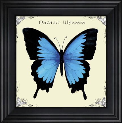 Framed Butterfly Blue Papilio Ulysses Print