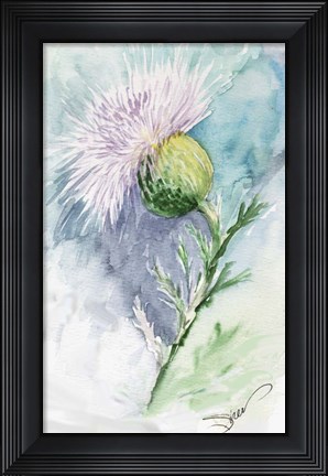Framed Thistle Watercolor Sketch Print