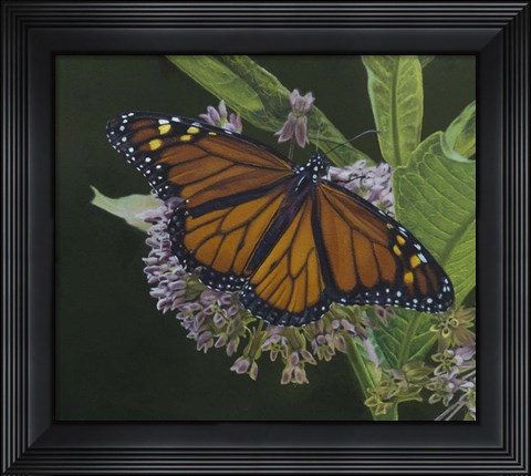 Framed Butterfly 3 Print