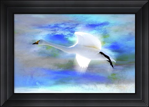 Framed White Swan Fly Print