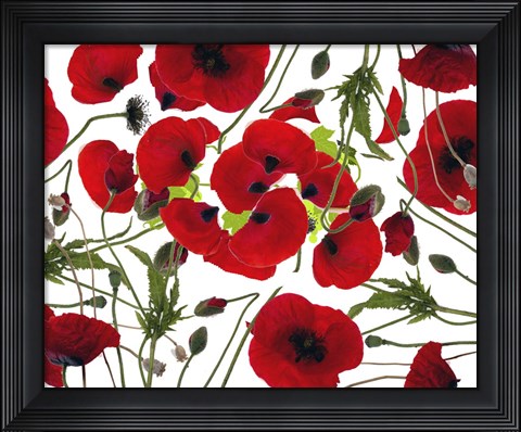 Framed Poppy Flower Print