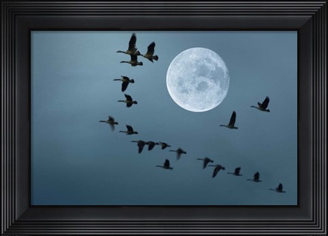 Framed Fly away Print