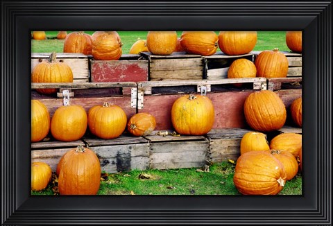 Framed Pumpkins Print