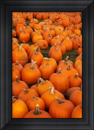 Framed Pumpkins 2 Print