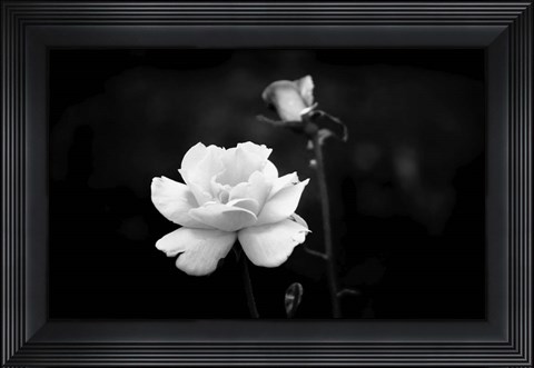 Framed White Rose Print
