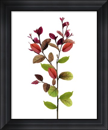 Framed Color Leaves Print