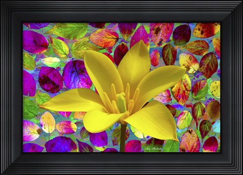 Framed Color Explosion 16 Print