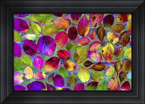 Framed Color Explosion 17 Print