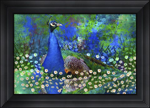 Framed Peacock 2 Print