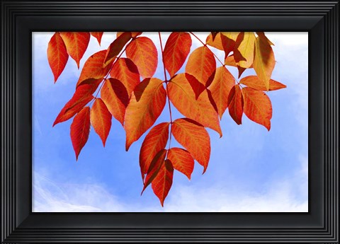 Framed Red Leaves Print
