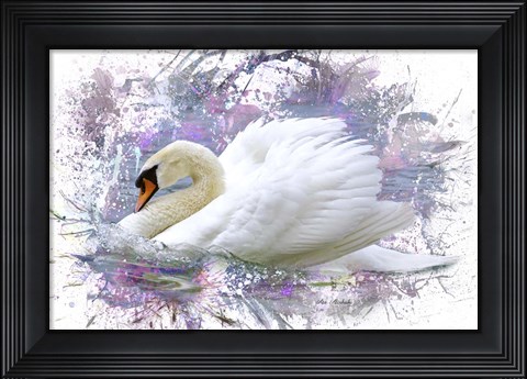 Framed Swan 2A Print