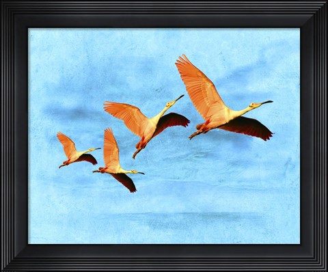 Framed Blue Bird 2A2 Print