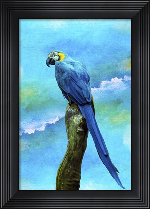 Framed Blue Parrot Print