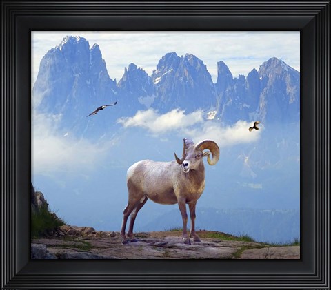 Framed Mountain Sheep Print