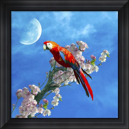 Framed Red Parrot Print