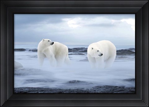 Framed Polar Bear Print