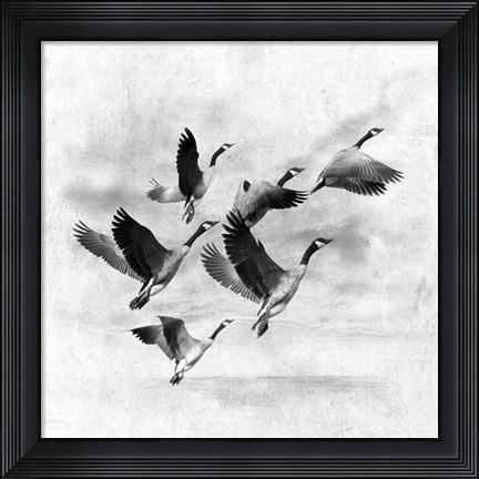 Framed Birds Fly Away 2 Print