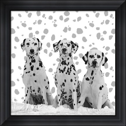 Framed Dalmatian Print