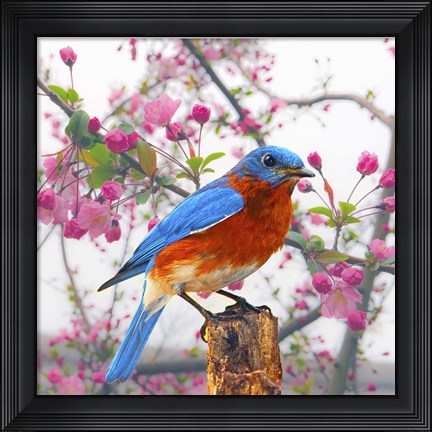 Framed Spring Bird 6NV Print