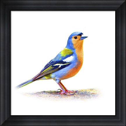 Framed Bird Collection 11 Print