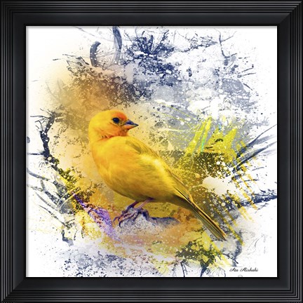 Framed Bird Collection 12 Print