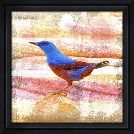 Framed Bird Collection 14 Print
