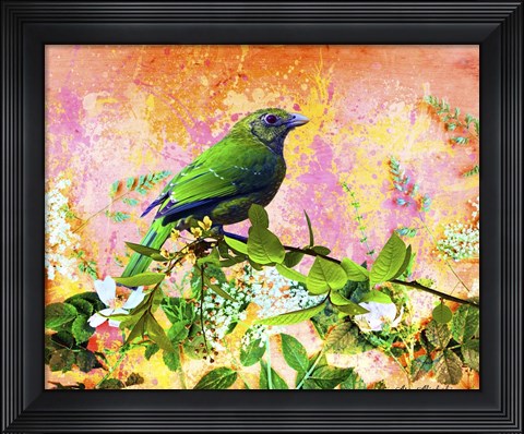 Framed Bird Collection 17 Print