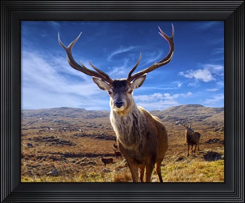 Framed Wild Life M6 Print