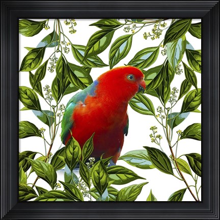 Framed Bird Collection 18 Print