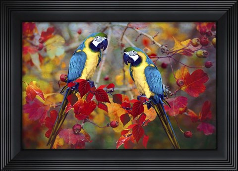 Framed Bird Collection 19 Print