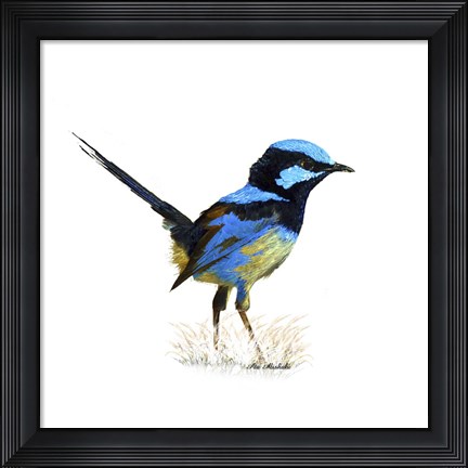 Framed Bird Collection 21 Print