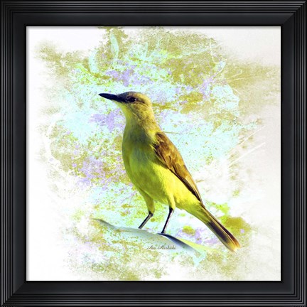 Framed Bird Collection 22 Print
