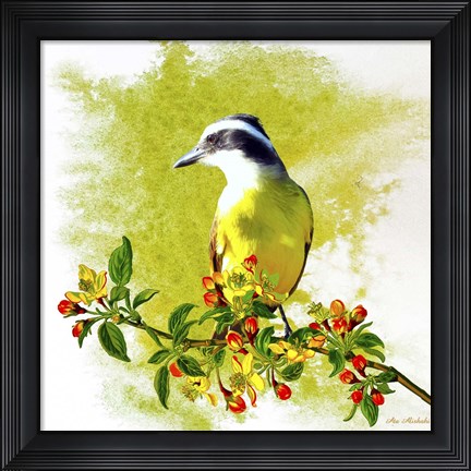 Framed Bird Collection 23 Print