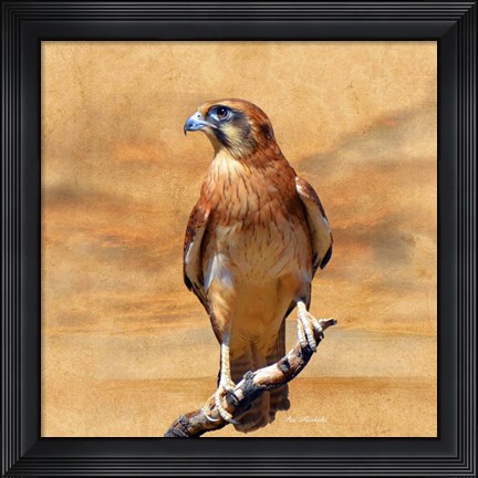 Framed Bird Collection 27 Print