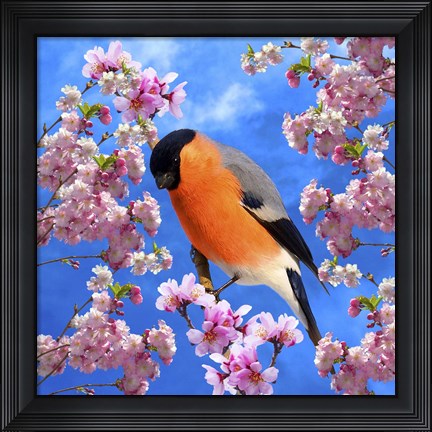 Framed Bird Collection 28 Print