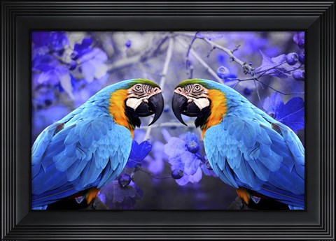 Framed Bird Collection 32 Print